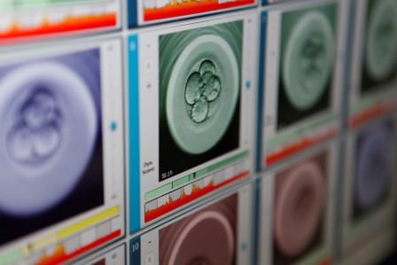 Dexeus Mujer e IDIBELL studieranno lo sviluppo embrionale attraverso l’editing genetico di embrioni umani