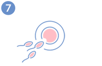 Ovodonazione - Fecondazione dell’ovulo e coltura degli embrioni